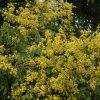 Golden Rain Tree #10 - Image 2